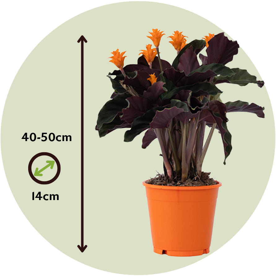 Flor De La Llama Eterna - Calathea Crocata 'tassmania' - Altura 40-50cm - ⌀14cm_2