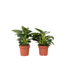 Filodendro - 2 Pzs - Philodendron 'white Wave' - Altura 25-40cm - ⌀12cm