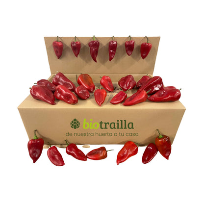 Caja  5kg de pimientos Piquillo BIO De La Huerta Navarra_0