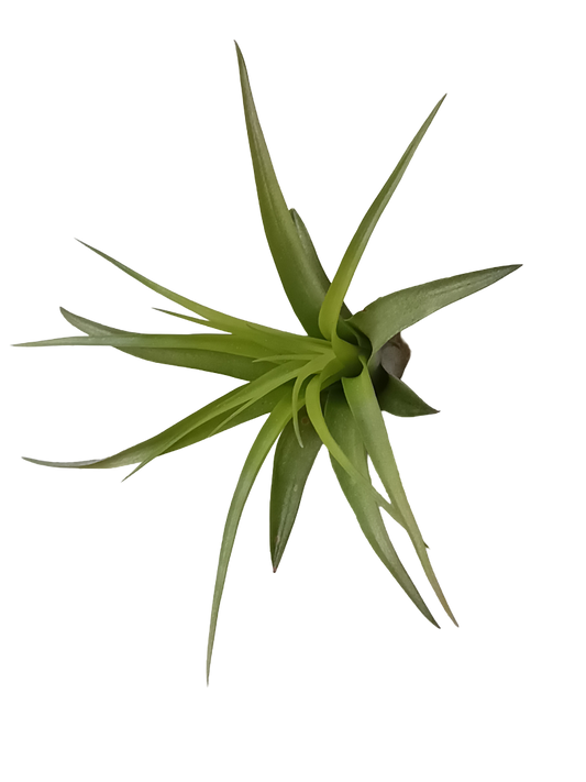 Tillandsia Brachycaulo Clavel Del Aire Tillandsias