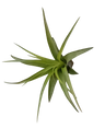 Tillandsia Brachycaulo Clavel Del Aire Tillandsias