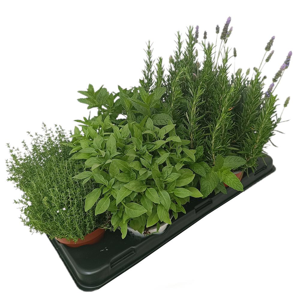 Pack 10 Unidades De Aromáticas