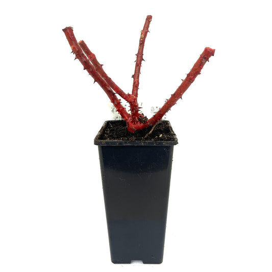 Rosal Bajo Perfumado 2lt (7 Variedades)_0