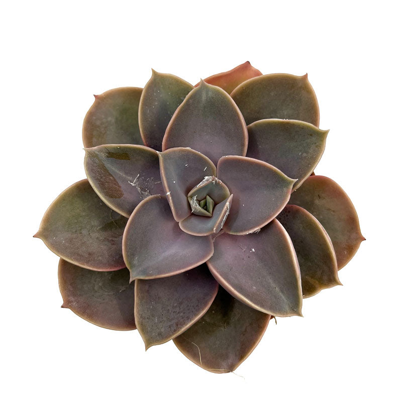 Echeveria Perle Von Nurnberg Cactus Y Suculentas M8,5 cm Ø_1