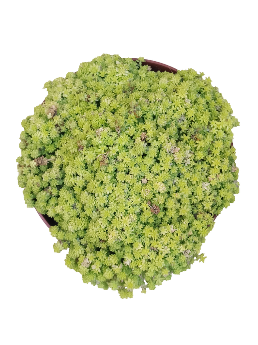 Sedum Tokyo Sun Planta Suculenta De Sol Ø13_0