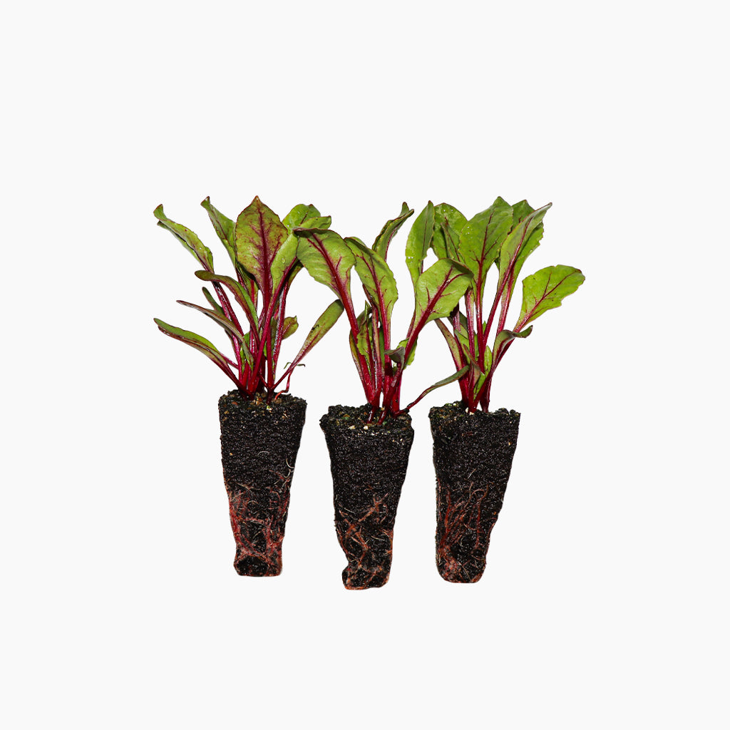 Plantón Remolacha - Plantabo.