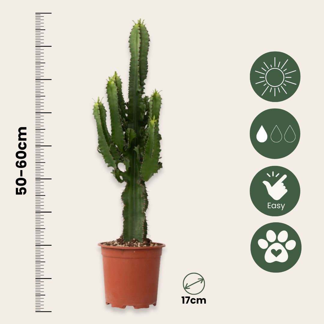 Euforbia Candelabro - Euphorbia Ingens - Incluye Cesta - Altura 50-60cm - ⌀17cm_2
