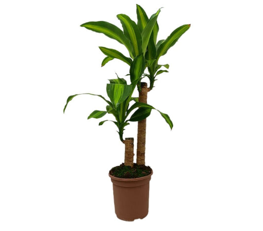 Dracena Masageana 45-20 M17 50-70cm_0