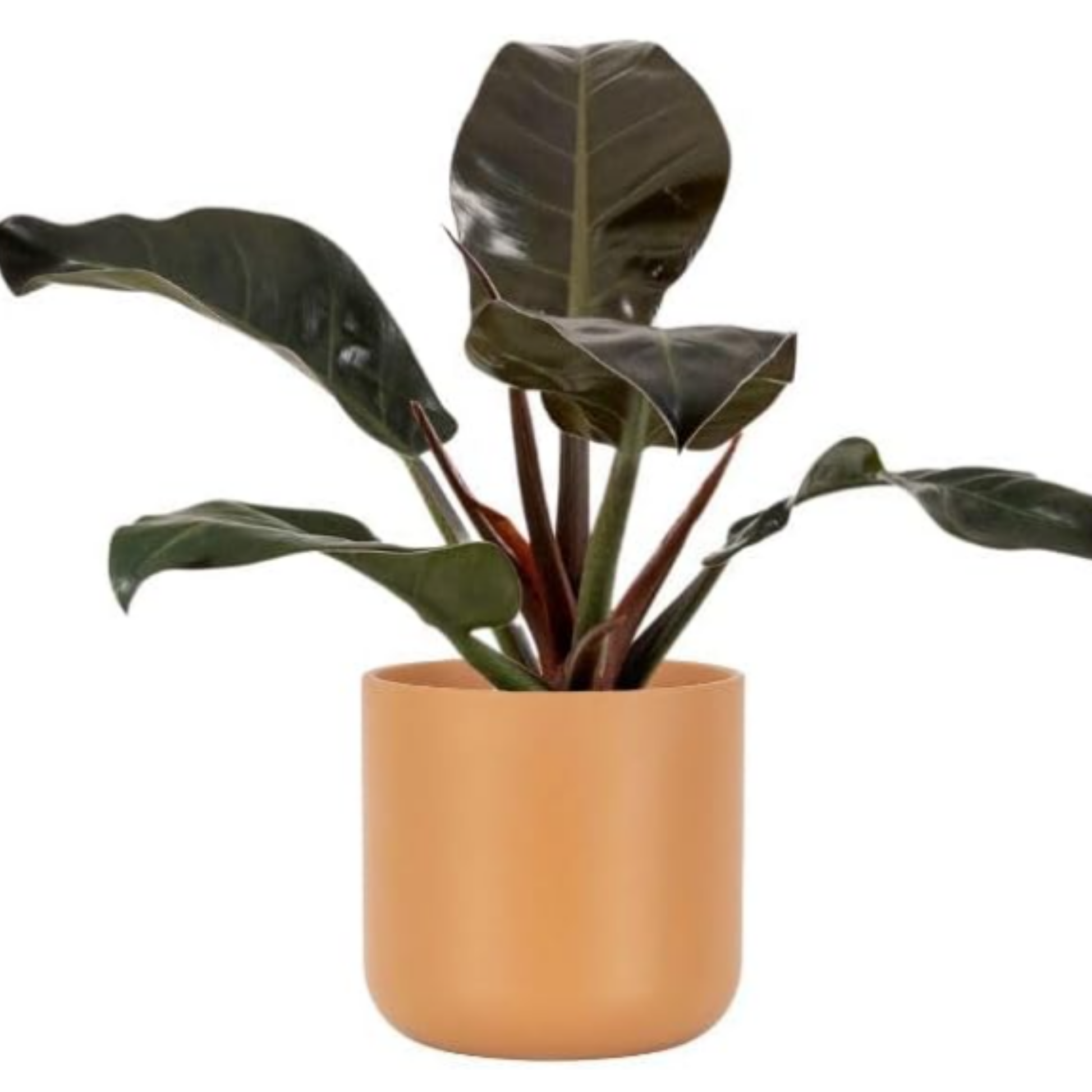 Planta Natural Ficus Robusta Para Interior O Exterior En Maceta Ø13 Cm Altura 45 Cm _0