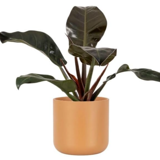 Planta Natural Ficus Robusta Para Interior O Exterior En Maceta Ø13 Cm Altura 45 Cm _0