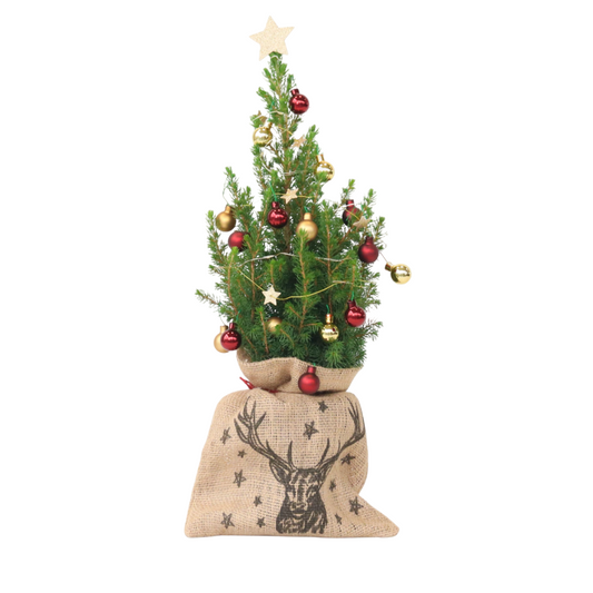 Mini-árbol Con Saco-de-yute – Picea Glauca Conica – 55–65cm – ⌀15cm_0