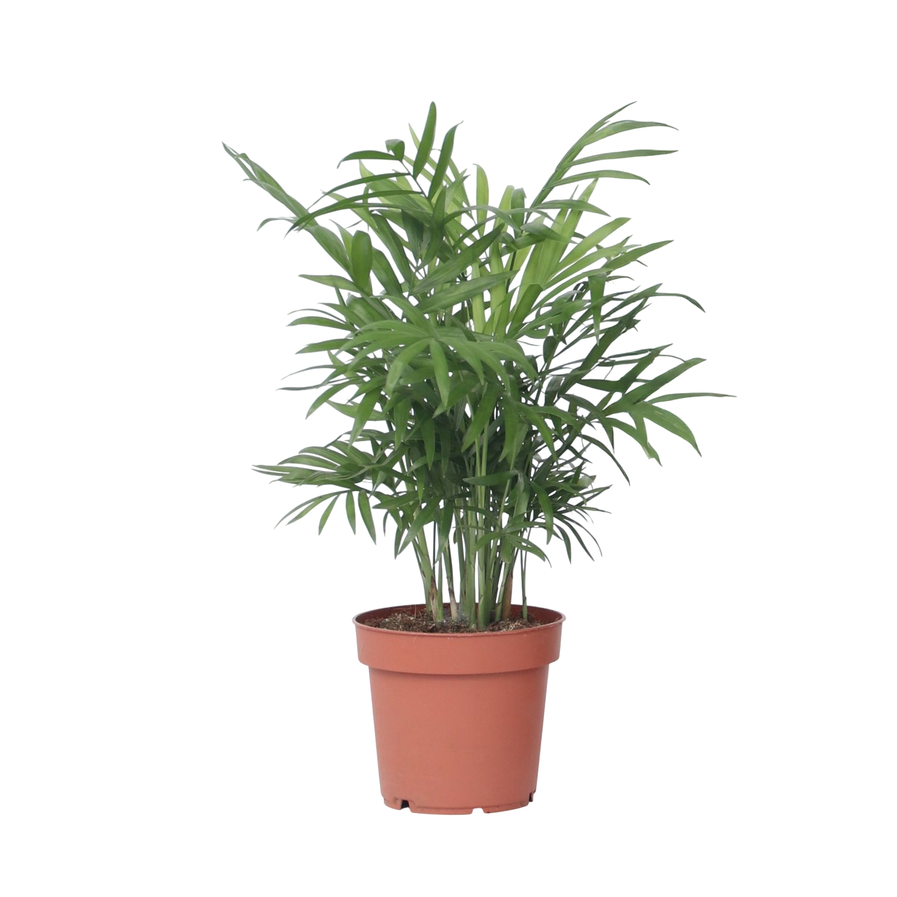 Pacaya - Palmera De Salón - Chamaedorea Elegans - Altura 30-40cm - ⌀12cm_0