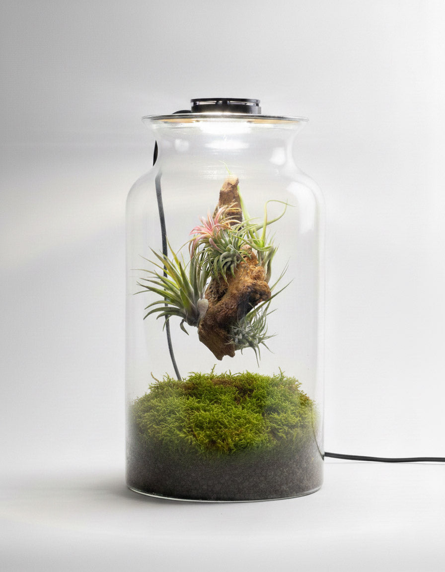 Terrario Con Plantas De Aire | Jardín Eterno 19 x 35 cm_0