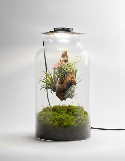 Terrario Con Plantas De Aire | Jardín Eterno 19 x 35 cm_0