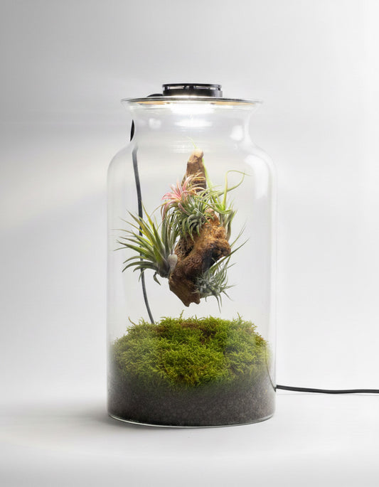 Terrario Con Plantas De Aire | Jardín Eterno 19 x 35 cm_0