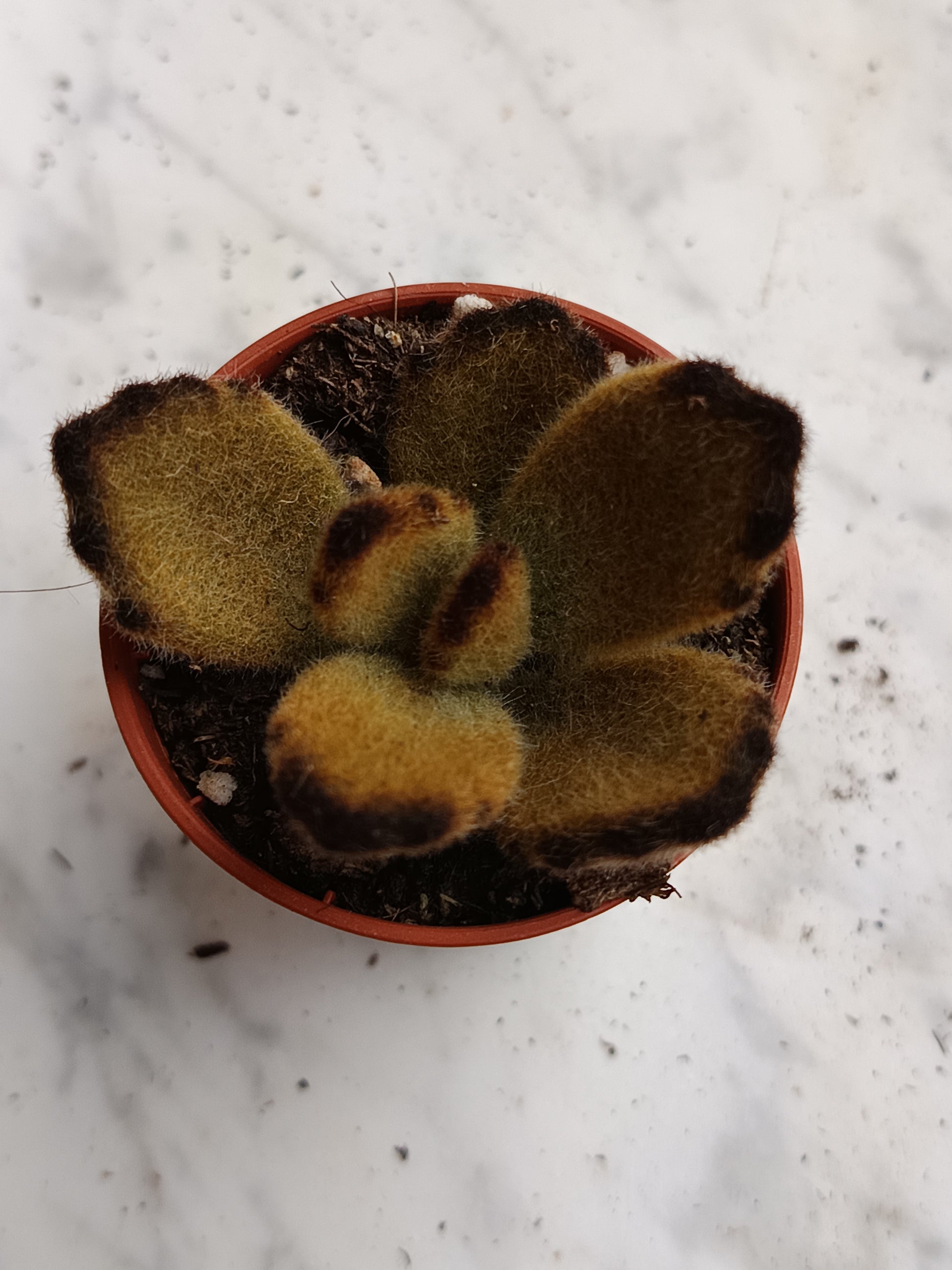 Kalanchoe Tomentosa Pata De Panda 1 Planta Surtida Aleatoria