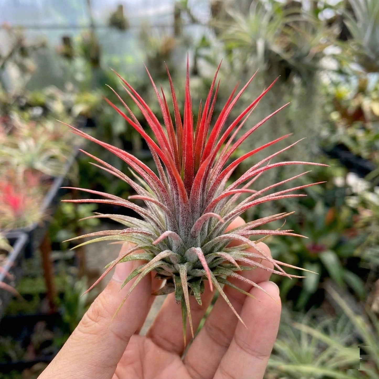 Tillandsia - 10 Unidades - Plantas De Aire - Con Spray_2