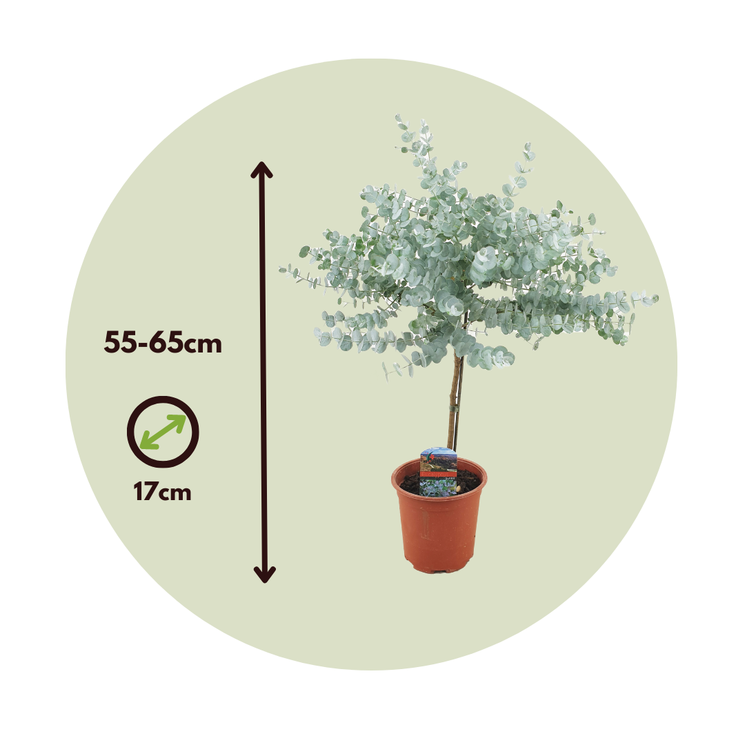 Eucalipto - Eucalyptus 'gunnii' - Altura 55-65cm - ⌀17cm_2
