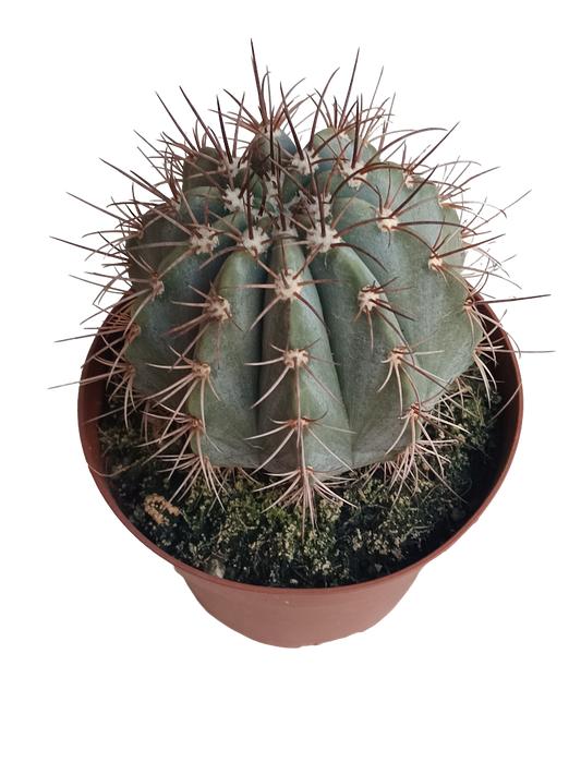 Melocactus Azureus Planta Ø13 Cactus Para Sol_0