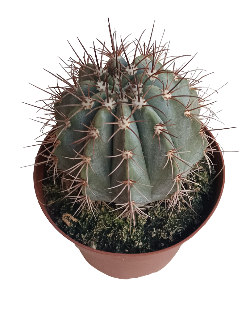 Melocactus Azureus Planta Ø13 Cactus Para Sol