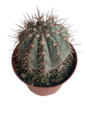 Melocactus Azureus Planta Ø13 Cactus Para Sol