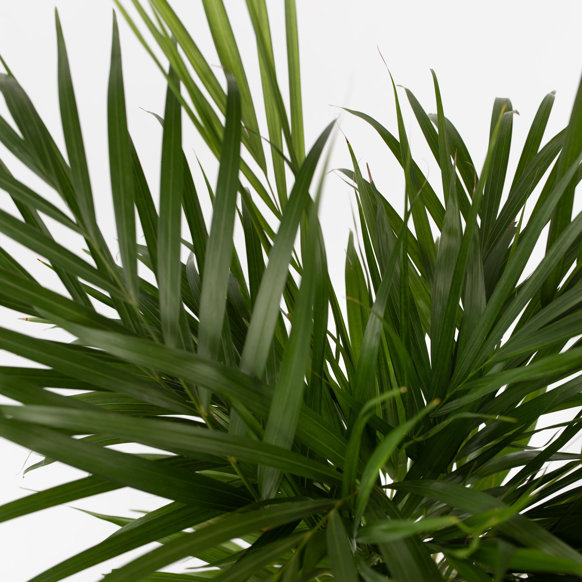 Palma Areca - Dypsis Lutescens - Altura 100-120cm - ⌀21cm