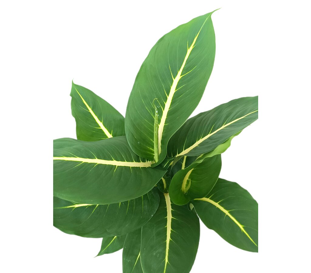 Dieffenbachia Green Magic M17_1