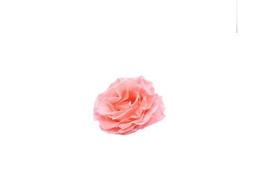 Mundo Eterno Rosa Preservada Abierta Rosa 10cm_0