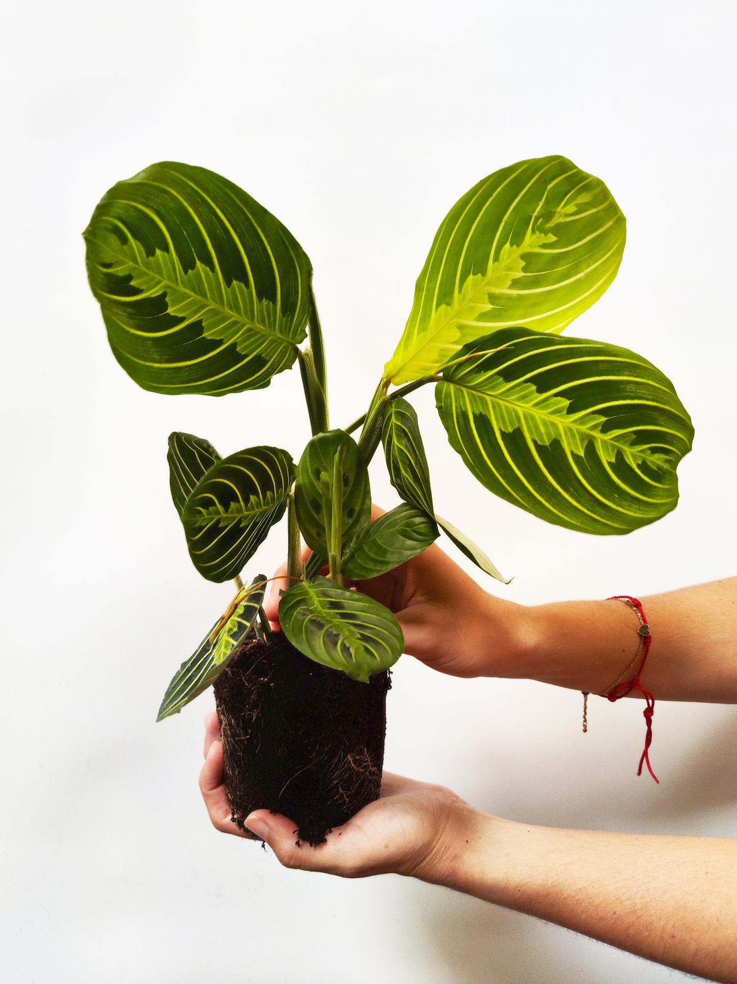 Maranta Fascinator | Altura 30cm - Diámetro 12cm