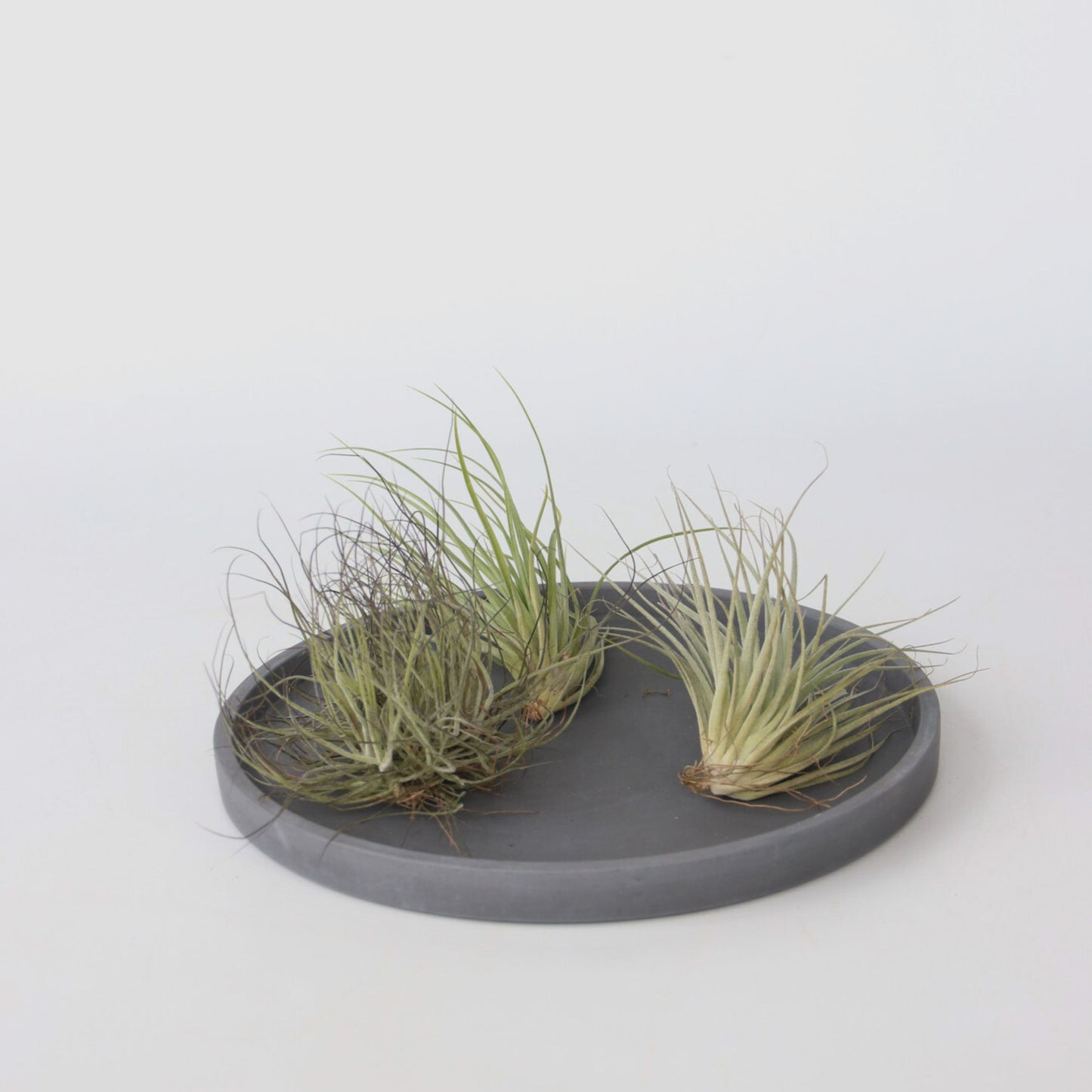 Claveles De Aire - 5 Pzs - Tillandsia - Altura 5-15cm - ⌀5cm