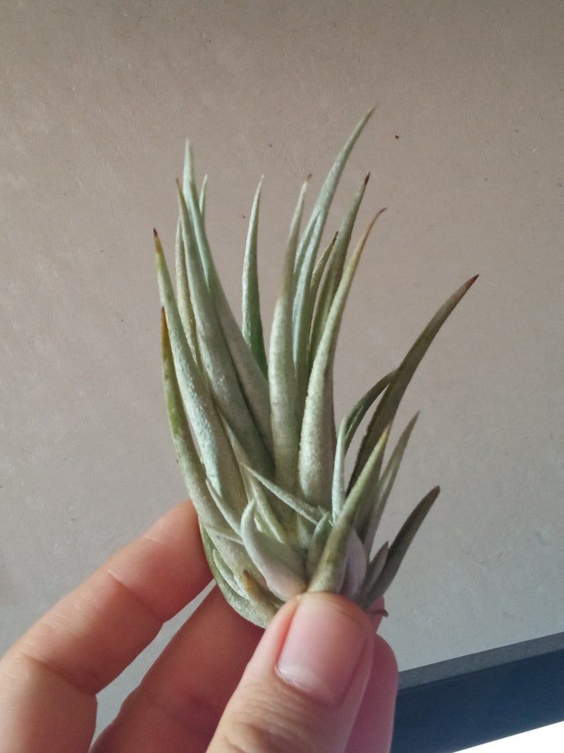 Tillandsia Pueblensis Planta Clavel Del Aire_0