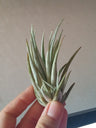 Tillandsia Pueblensis Planta Clavel Del Aire