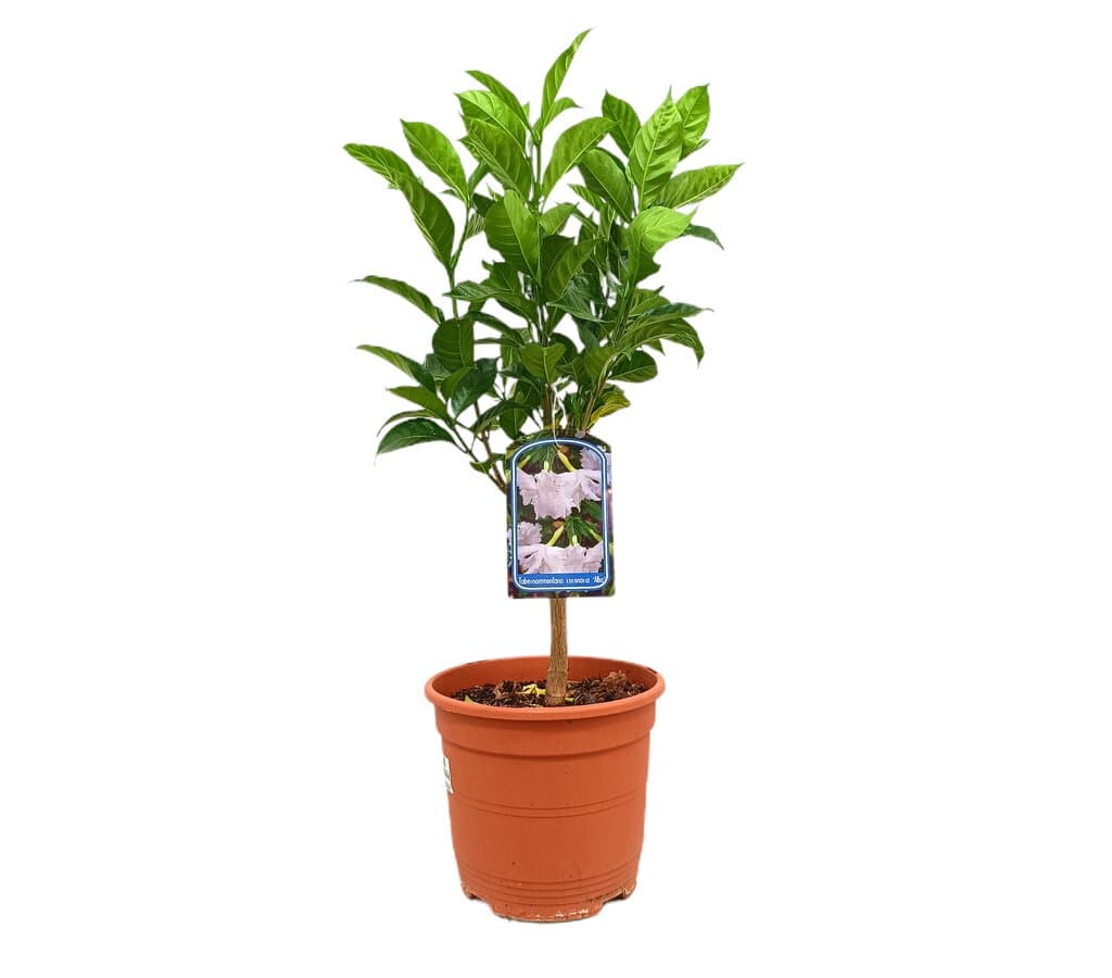 Tabernaemontana Coronaria M22 70cm