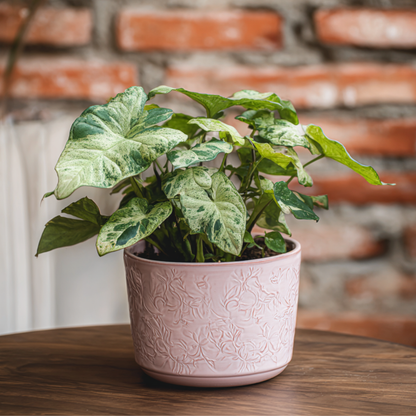 Singonio Confeti - Syngonium 'milk Confetti' - Altura 20-30cm - ⌀12cm_1