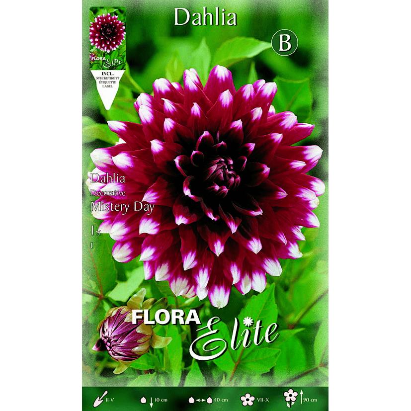 Bulbo Dalia decorativa granate punta blanca 1 ud