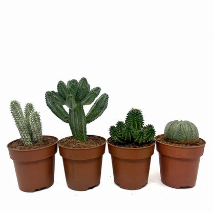 Colección 4 Euphorbias Cactus Y Suculentas M8,5 cm Ø_1