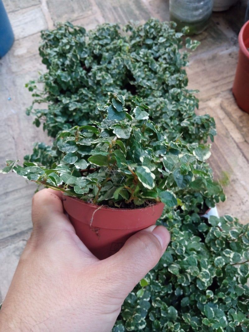 Ficus Pumilla Enredadera De Interior Y Terrario_0