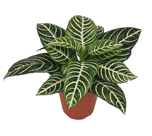 Planta Natural Aphelandra Squarrosa 'dania' 1 Ud Ø 12 Alt. 25 - 35_0