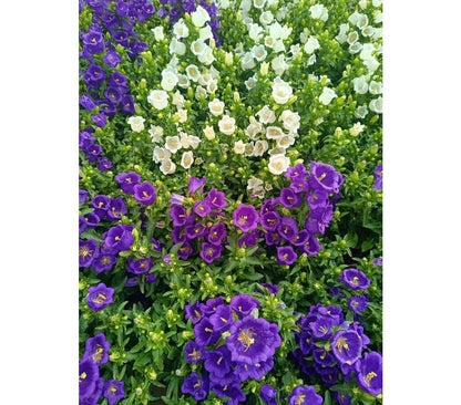 Campanula Medium Nanum M13_1