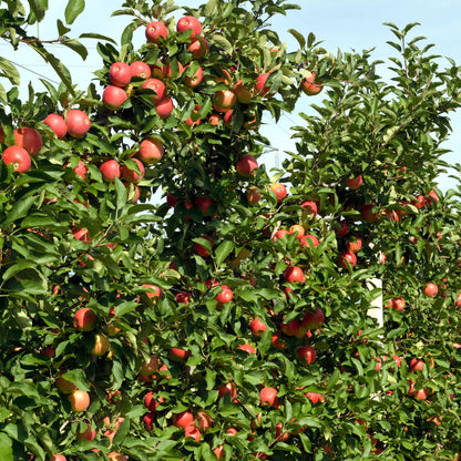 Manzano - 3 Pzs - Malus - Altura 60-70cm - ⌀9cm