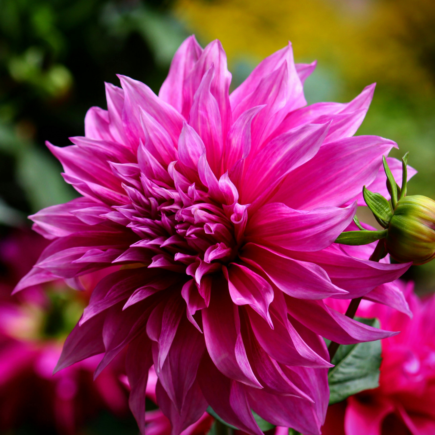 Tubérculos De Dalia - 3 Pzs - Dahlia 'café Au Lait Rosé'_3