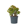 Árbol De Jade - Crassula Ovata 'sunset' - Altura 55-60cm - ⌀30cm