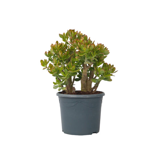 Árbol De Jade - Crassula Ovata 'sunset' - Altura 55-60cm - ⌀30cm