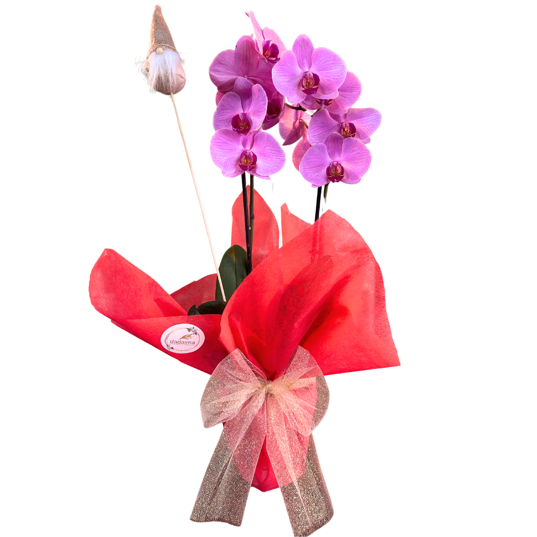 Orquídeas Decoradas: El Toque Perfecto Para Estas Fiestas