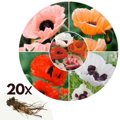 Amapola Turca - 20 Pzs - Papaver Orientale - Cepellones_0