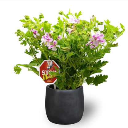 Planta Geranio Limón Maceta De Ø 15 - Aroma Cítrico Repele los Mosquitos y Otros Insectos - Planta Citronela_0