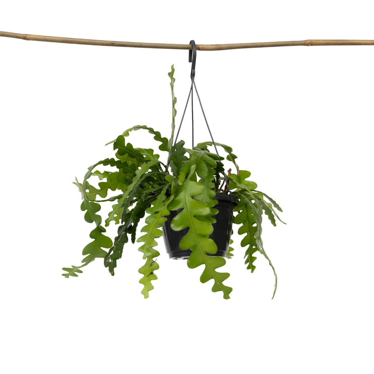 Epifilio - Epiphyllum 'anguliger' - Altura 30-40cm - ⌀15cm