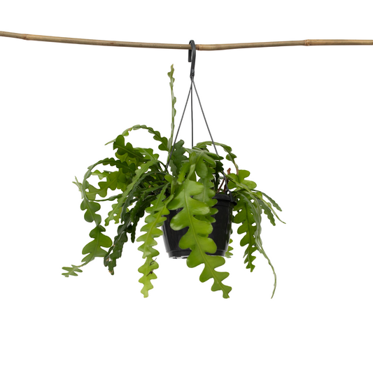 Epifilio - Epiphyllum 'anguliger' - Altura 30-40cm - ⌀15cm