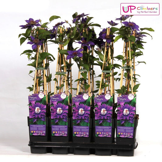 Planta Natural Tradescantia Spathacea 1 Ud Ø 6 Alt. 10_0