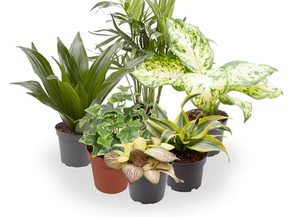 Pack 10 Plantas De Interior M9